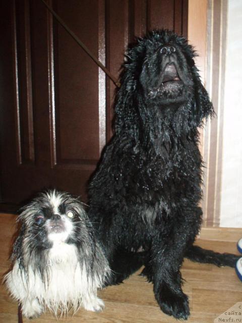 Фото: ньюфаундленд Formula Lyubvi ot Sibirskogo Medvedya (Формула Любви от Сибирского Медведя)