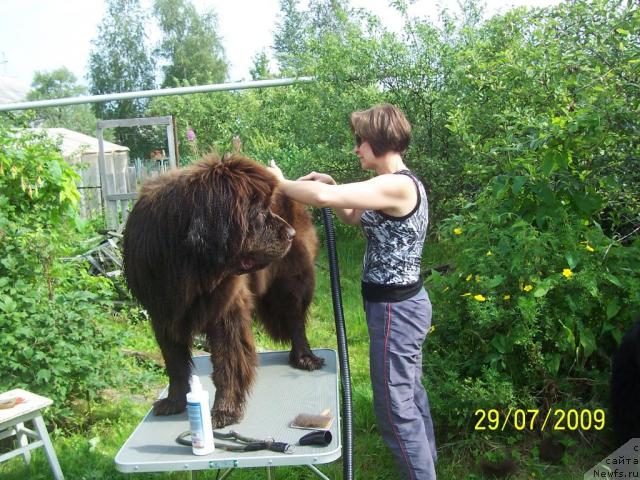 Фото: ньюфаундленд Funnewf Gospozha Udacha (Фанньюф Госпожа Удача), Ol'ga Koroleva (Ольга Королева)