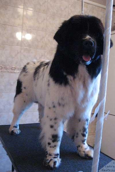 Фото: ньюфаундленд Plushevaya Panda Deniza Dlja  Berega Dona (Плюшевая Панда Дениза для Берега Дона)