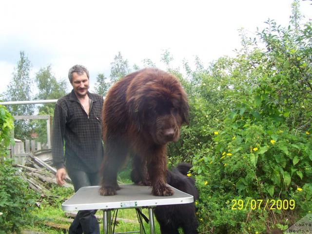 Фото: ньюфаундленд Smigar Rishel Lady Fortuna (Смигар Ришель Леди Фортуна), Ol'ga Koroleva (Ольга Королева)