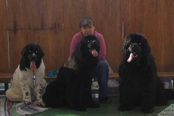 Фото: ньюфаундленд Dodger ot Sibirskogo Medvedja (Доджер от Сибирского Медведя), ньюфаундленд Zhemchuzhina Rostova s Berega Dona (Жемчужина Ростова с Берега Дона), ньюфаундленд Plushevaya Panda Deniza Dlja  Berega Dona (Плюшевая Панда Дениза для Берега Дона), Natal'ya Tatarinova (Наталья Татаринова)