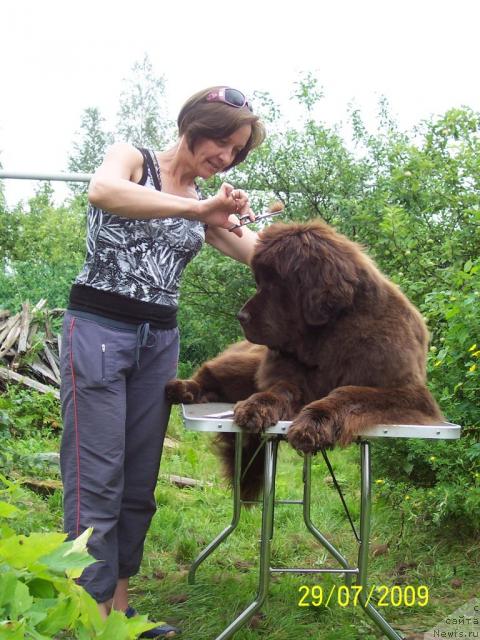 Фото: ньюфаундленд Funnewf Gospozha Udacha (Фанньюф Госпожа Удача), Ol'ga Koroleva (Ольга Королева)
