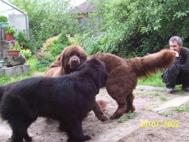 Фото: ньюфаундленд Beguschaya po Volnam Vsya Takaya Rastakaya (Бегущая по Волнам Вся Такая Растакая), ньюфаундленд Funnewf Gospozha Udacha (Фанньюф Госпожа Удача)