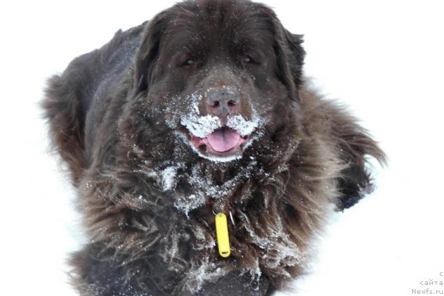 Фото: ньюфаундленд Peter-Bear Layma Prayd (Петер-Беар Лайма Прайд)