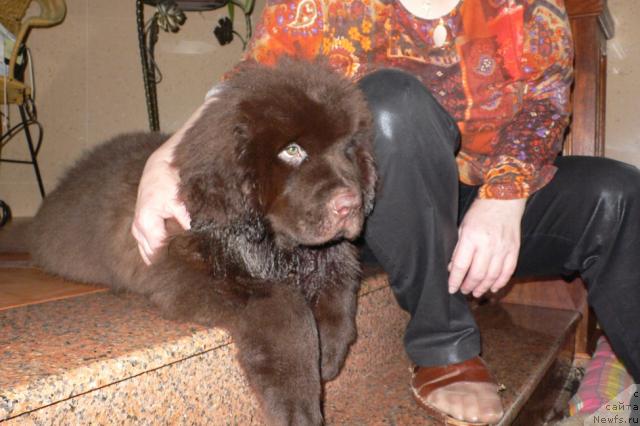 Фото: ньюфаундленд Sindbad Morehod (Синдбад Мореход)