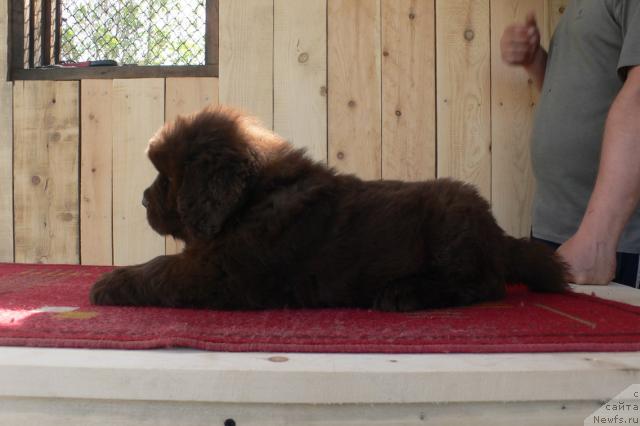 Фото: ньюфаундленд Sindbad Morehod (Синдбад Мореход)