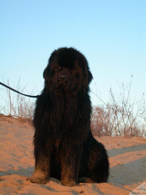 Фото: ньюфаундленд Adel Anois (Адель Аноис)