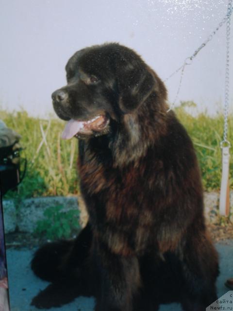 Фото: ньюфаундленд Uslada iz Zolotogo Treugol'nika (Услада из Золотого Треугольника)