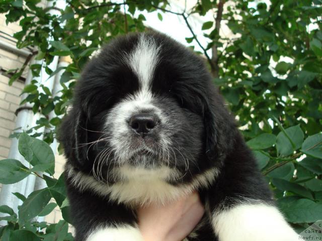 Фото: ньюфаундленд Mag Ispolin Lunnaya Simfoniya (Маг Исполин Лунная Симфония)