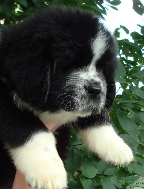 Фото: ньюфаундленд Mag Ispolin Lunnaya Simfoniya (Маг Исполин Лунная Симфония)