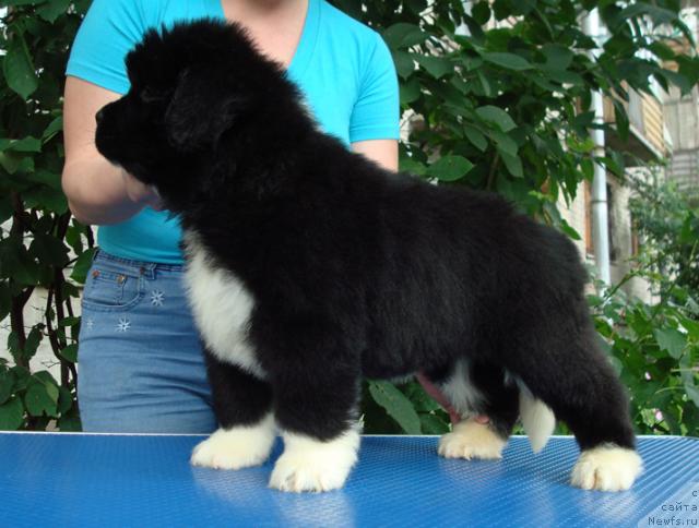 Фото: ньюфаундленд Mag Ispolin Lavina (Маг Исполин Лавина)