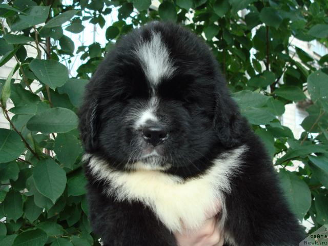 Фото: ньюфаундленд Mag Ispolin Lavina (Маг Исполин Лавина)