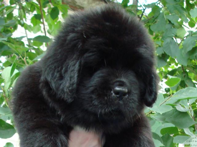 Фото: ньюфаундленд Mag Ispolin Lira Lyubvi (Маг Исполин Лира Любви)