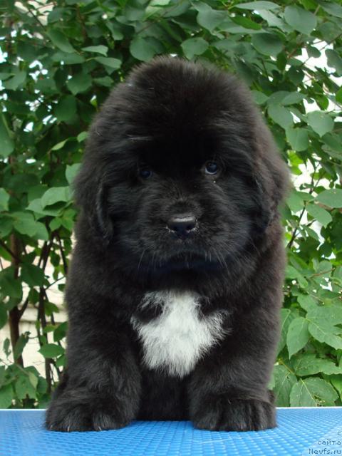 Фото: ньюфаундленд Mag Ispolin Lira Lyubvi (Маг Исполин Лира Любви)