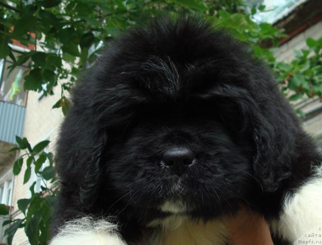 Фото: ньюфаундленд Mag Ispolin Lyubava (Маг Исполин Любава)