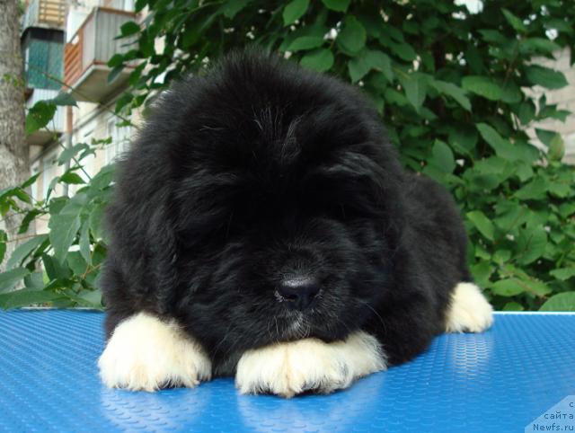 Фото: ньюфаундленд Mag Ispolin Lyubava (Маг Исполин Любава)