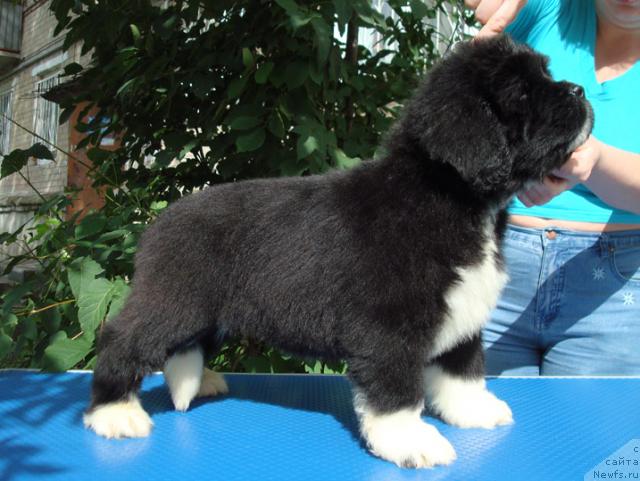 Фото: ньюфаундленд Mag Ispolin Lyubava (Маг Исполин Любава)