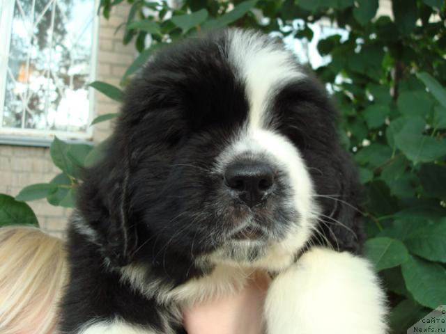 Фото: ньюфаундленд Mag Ispolin Lyubomir (Маг Исполин Любомир)