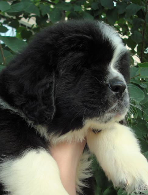 Фото: ньюфаундленд Mag Ispolin Lyubomir (Маг Исполин Любомир)