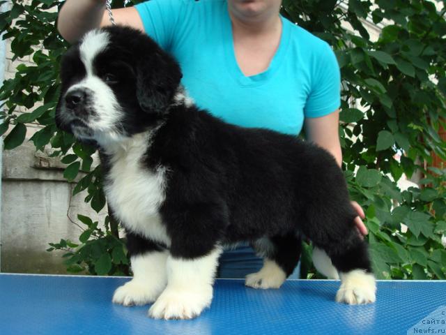 Фото: ньюфаундленд Mag Ispolin Lyubomir (Маг Исполин Любомир)