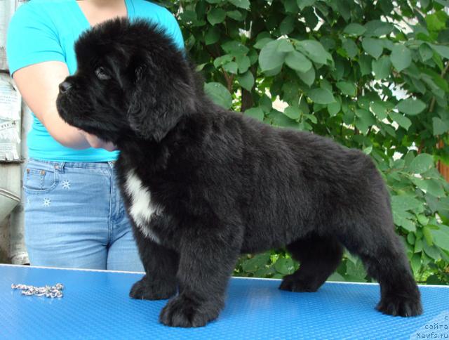 Фото: ньюфаундленд Mag Ispolin Loyengrin (Маг Исполин Лоэнгрин)