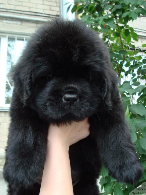 Фото: ньюфаундленд Mag Ispolin Loyengrin (Маг Исполин Лоэнгрин)