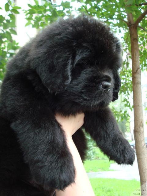 Фото: ньюфаундленд Mag Ispolin Loyengrin (Маг Исполин Лоэнгрин)