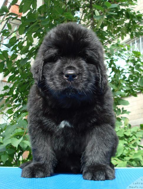 Фото: ньюфаундленд Mag Ispolin Lavr (Маг Исполин Лавр)