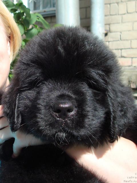 Фото: ньюфаундленд Mag Ispolin Lavr (Маг Исполин Лавр)