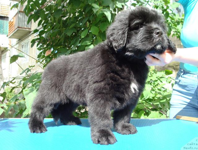 Фото: ньюфаундленд Mag Ispolin Lavr (Маг Исполин Лавр)