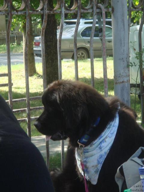 Фото: ньюфаундленд Mariya Mirabella s Berega Dona (Мария Мирабелла с Берега Дона)