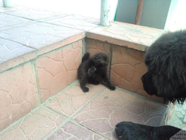 Фото: ньюфаундленд Lihoy Kazak (Лихой Казак)