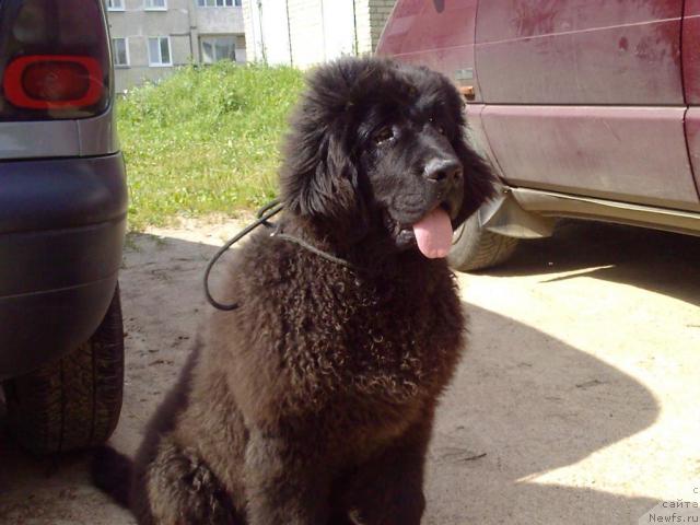 Фото: ньюфаундленд Lihoy Kazak (Лихой Казак)