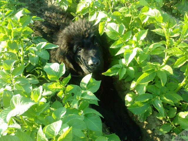 Фото: ньюфаундленд Lihoy Kazak (Лихой Казак)