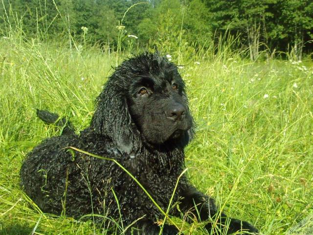 Фото: ньюфаундленд Lihoy Kazak (Лихой Казак)