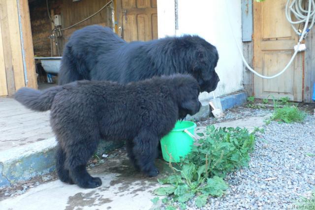 Фото: ньюфаундленд Serafima Skazochnaya Feya (Серафима Сказочная Фея), ньюфаундленд Veridan Zvezdnyiy Put' (Веридан Звездный Путь)