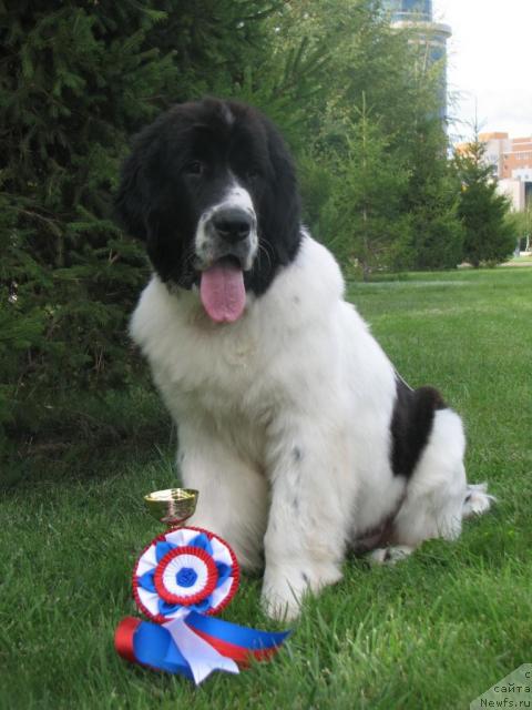 Фото: ньюфаундленд Lord Luxemburg Ayular iz Tihogo Omuta (Лорд Люксембург Аюлар из Тихого Омута)