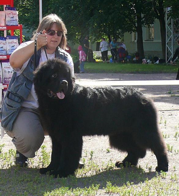 Фото: ньюфаундленд Smigar Nansen Neustrashimy (Смигар Нансен Неустрашимый)