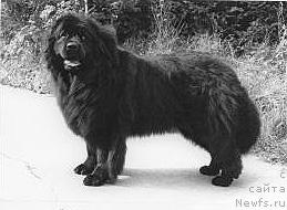 Фото: ньюфаундленд Blackie