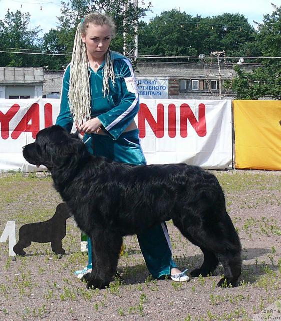Фото: ньюфаундленд Smigar Diego Maradonna (Смигар Диего Марадонна)