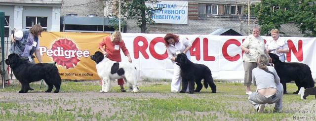 Фото: ньюфаундленд Smigar Shalovlivy Medved (Смигар Шаловливый Медведь), ньюфаундленд Kloofbears Lancelot for Sent Djons, ньюфаундленд Smigar YEndi Djolli Dol'fin (Смигар Энди Джолли Дольфин), ньюфаундленд Smigar Persey Povelitel' Morey (Смигар Персей Повелитель Морей)