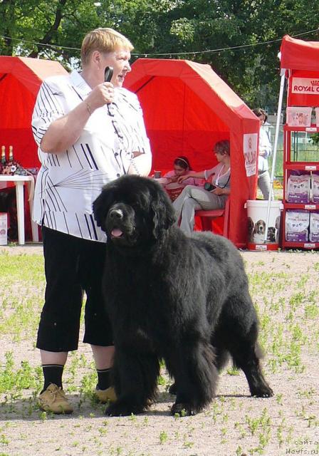 Фото: ньюфаундленд Smigar Persey Povelitel' Morey (Смигар Персей Повелитель Морей)