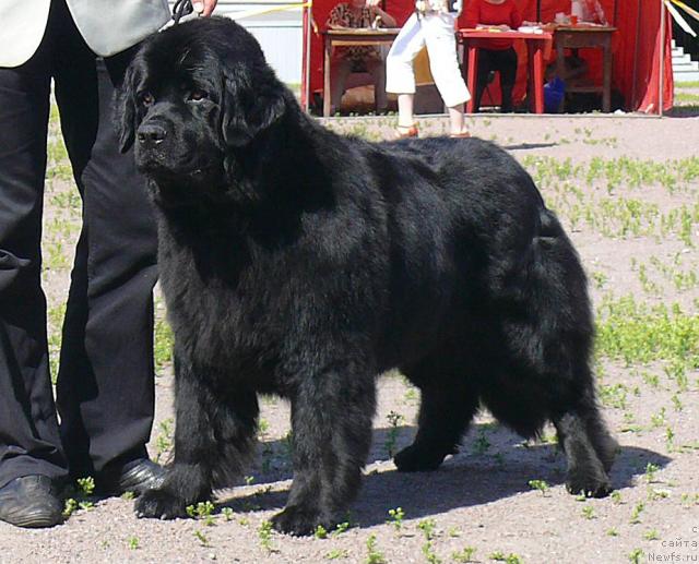 Фото: ньюфаундленд Smigar Ochey Ocharovanie (Смигар Очей Очарованье)