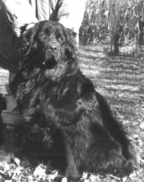 Фото: ньюфаундленд Barbi YAn Djer (Барби Ян Джер)