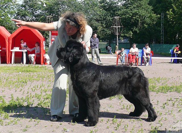 Фото: Anna Kovalyova (Анна Ковалёва), ньюфаундленд Talula Bell (Талула Белл)