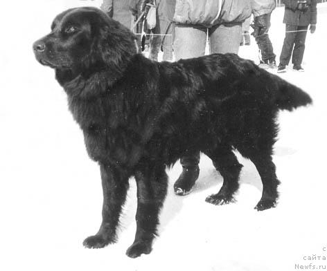 Фото: ньюфаундленд Tessi Baness Ugr (Тесси Банесс Угр)