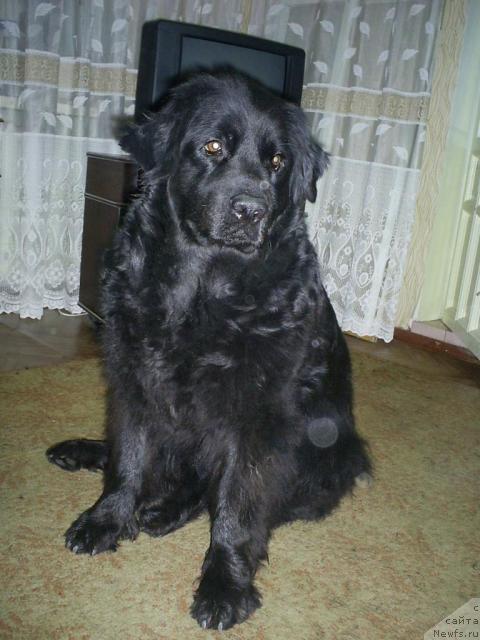 Фото: ньюфаундленд Odessa (Одесса), ньюфаундленд Odessa (Одесса)