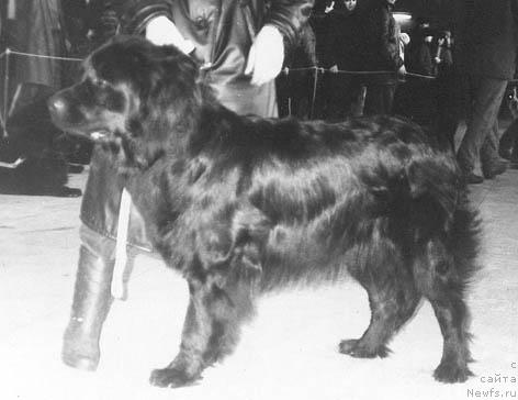 Фото: ньюфаундленд SHarlotta Bay Mirt (Шарлотта Бай Мирт)