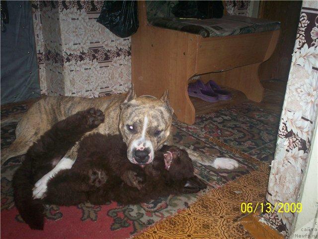 Фото: ньюфаундленд Syemuyel' Morskoy Princ (Сэмуэль Морской Принц)