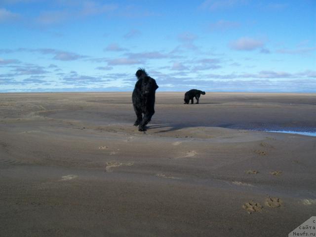 Фото: ньюфаундленд Gloriya Grand Blek (Глория Гранд Блек)